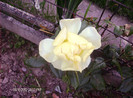 floriiunie 2012 137