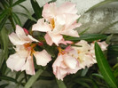 Apricot queen