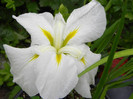 Iris ensata
