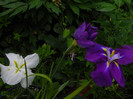 Iris ensata