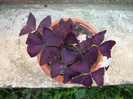 oxalis triangularis