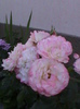 DSC01554