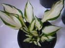 Hosta Fire and Ice