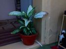 IMG0073A