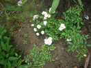 CIMG5688