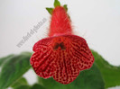 NEW - Kohleria Karin (LK) - imagine in premiera