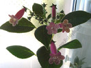 Kohleria GG Garnet Rose