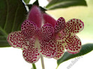 Kohleria GG Garnet Rose