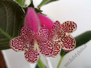 Kohleria GG Garnet Rose