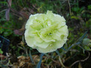 Dianthus Adorable JADE (2012, June12)
