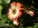 Bicolor Gerbera (2012, June 12)