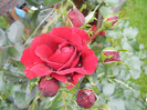 Rose Blaze Superior (2012, June 06)
