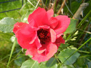 Rose Blaze Superior (2012, June 10)