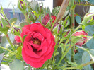 Rose Blaze Superior (2012, June 10)