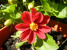 Dahlia Figaro Red (2012, June 12)