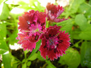 Dianthus chinensis (2012, June 10)