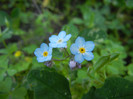 Myosotis alpestris (2012, June 12)