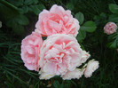 Rose Pleasure (2012, June 10)