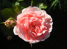 Rose Pleasure (2012, June 10)
