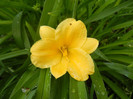 Hemerocallis Stella de Oro (2012, May 27)
