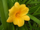 Hemerocallis Stella de Oro (2012, Jun.05)