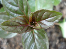 Chocolate Mint (2010, April 16)