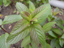 Chocolate Mint (2012, June 02)