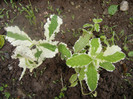 Pineapple Mint (2012, June 02)