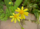 Eastern Groundsel (2012, May 09)