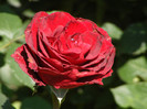 Don Juan