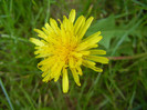 Taraxacum officinale (2012, May 11)