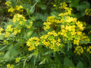 Creeping Yellowcress (2012, May 13)