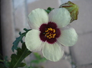 Hibiscus trionum (2009, Sep.25)