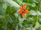 Scarlet Pimpernel (2012, May 11)