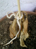 12 iunie 2012-flori 049