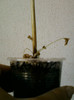 12 iunie 2012-flori 059