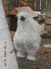 cocos 2011