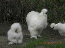 matca 2012
