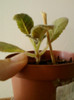 12 iunie 2012-flori 015