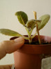12 iunie 2012-flori 018