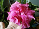 12 iunie 2012-flori 009