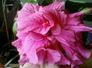 12 iunie 2012-flori 011