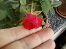 mini rosa-rosie