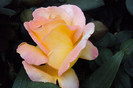 DSC09765
