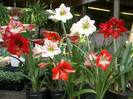 Amaryllis