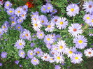 aster