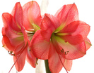 floare-de-amaryllis
