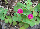 Oxalis_purpurea_(Habitus)_2