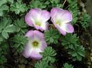 oxalis-adenophylla-10-bucati-pachet-16279-3