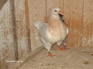 Picture 015